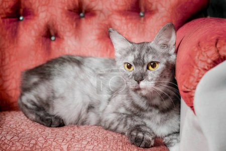 Photo for Silver adult cat reclines on a red sofa - Royalty Free Image