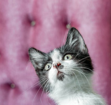 Photo for Little kitten looking up while sitting on the couch close up - Royalty Free Image