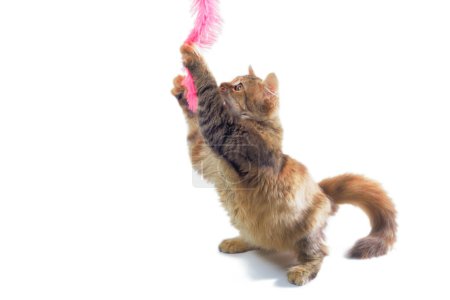Photo for Fluffy adult cat playing on white background - Royalty Free Image
