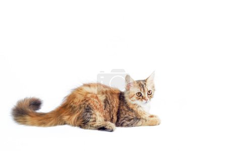 Photo for Motley kitten with a long fluffy tail lies and looks straight on a white background - Royalty Free Image