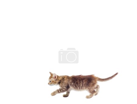 Téléchargez les photos : Vue latérale de chaton tabby moelleux marche au fond du cadre sur fond blanc - en image libre de droit