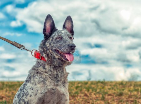 Photo for Speckled dog in a bright red collar walks on a leash in the field - Royalty Free Image