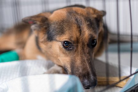 Photo for Sad mongrel dog in animal shelter cage - Royalty Free Image