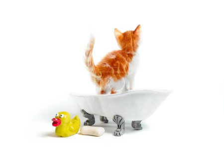 Téléchargez les photos : Petit chaton roux dans un bain vintage avec un canard jaune sur fond blanc isolé studio tourné - en image libre de droit