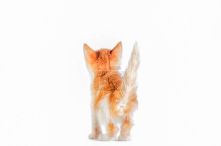 Téléchargez les photos : Vue arrière d'un chaton roux avec queue vers le haut sur fond blanc - en image libre de droit