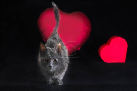 Photo for Happy valentine's day gray fluffy kitten with red heart-shaped balloon and box on black background - Royalty Free Image