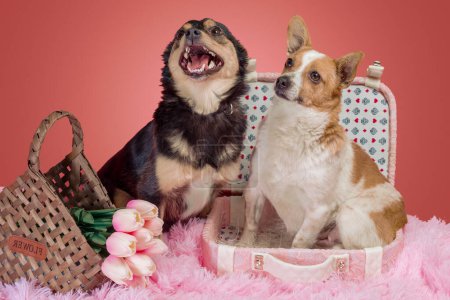 Téléchargez les photos : Deux chiens adultes en fourrure rose avec une valise décorative et des tulipes dans un panier en osier - en image libre de droit