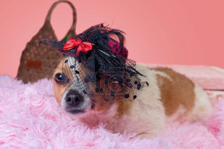 Téléchargez les photos : Chien adulte en chapeau sur fourrure rose avec valise décorative close up - en image libre de droit