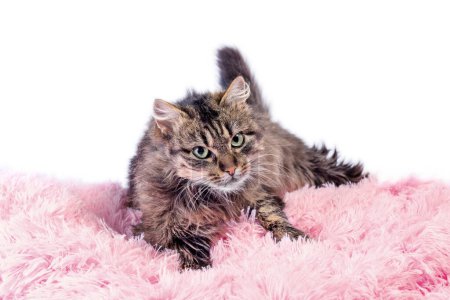Foto de Gato adulto mullido acostado en piel artificial rosa sobre un fondo blanco - Imagen libre de derechos