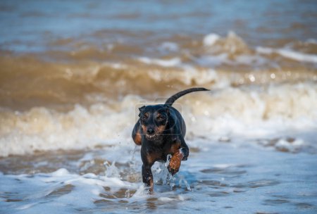 Photo for One scared puppy doberman dog swims in muddy water during a flood - Royalty Free Image