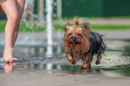 Téléchargez les photos : Été chaleur humide yorkshire terrier bains dans une fontaine piétonne - en image libre de droit