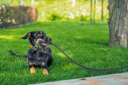 Foto de Cachorro mestizo roe una correa de cuero en un paseo por el parque en un día soleado - Imagen libre de derechos