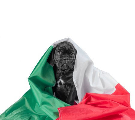 Photo for Black little cane corso puppy with italian flag - Royalty Free Image
