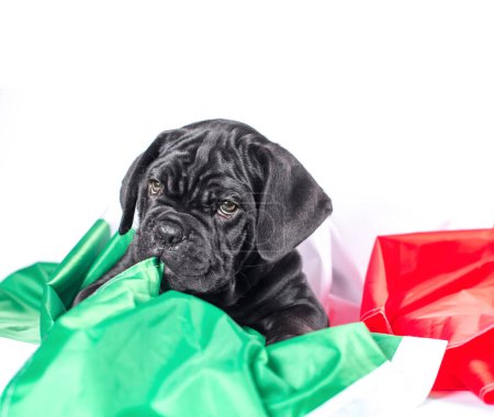 Photo for Black little cane corso puppy gnaws an italian flag - Royalty Free Image