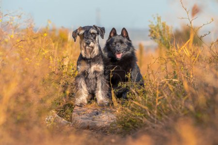 decorative dog breeds schipperke and Miniature Schnauzer stand with their front paws on a log at park
