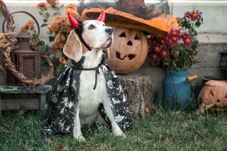 Photo for Beagle purebred border collie dog in a carnival costume sits against the background of Halloween pumpkins and autumn decor - Royalty Free Image