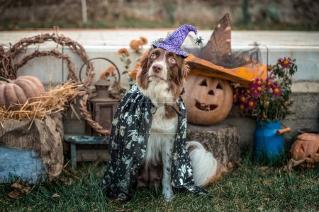 Photo for Red-and-white purebred border collie dog in a carnival costume sits against the background of Halloween pumpkins and autumn decor - Royalty Free Image