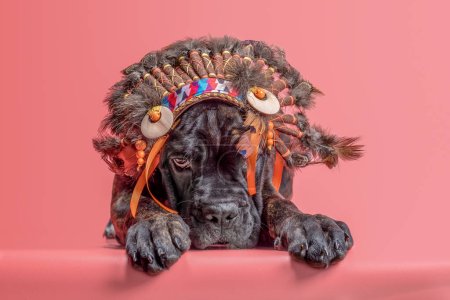 Photo for Cane corso puppy in indian roach on coral background - Royalty Free Image