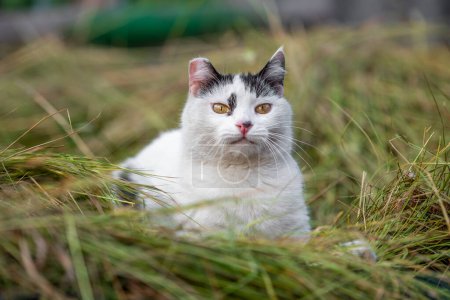 Photo for Adult large black and white cat in the mown grass - Royalty Free Image