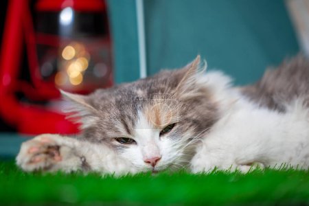 Foto de Adulto tricolor mestizo gato se encuentra cerca de una tienda de campaña de color turquesa con una lámpara de queroseno en el interior en verde césped artificial - Imagen libre de derechos