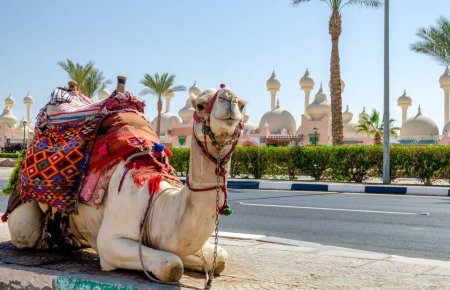 Téléchargez les photos : A riding camel in a bright blanket on the sunny street of Sharm El Sheikh Egypt - en image libre de droit