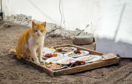Téléchargez les photos : Chat rouge sans abri à côté des assiettes de nourriture dans la rue - en image libre de droit