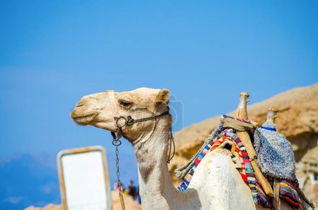 Photo for Portrait of a camel with a white blank sign in Egypt Dahab South Sinai - Royalty Free Image