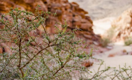 plante avec de grandes pointes et des feuilles vertes sur le fond des falaises du canyon coloré
