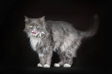 gray and white shaggy outbred cat smack it's lips on a black background