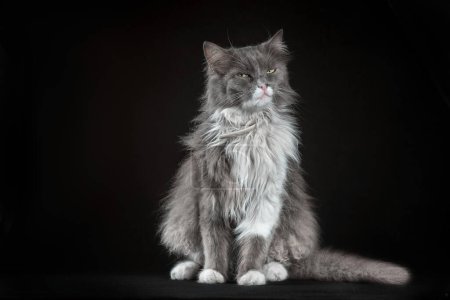 Téléchargez les photos : Gray and white cunning shaggy outbred cat on a black background - en image libre de droit