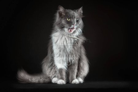 gray and white shaggy outbred cat lick it's lips on a black background
