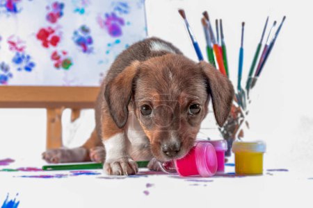 Photo for Mongrel puppy gnaws a jar of paint on white background - Royalty Free Image