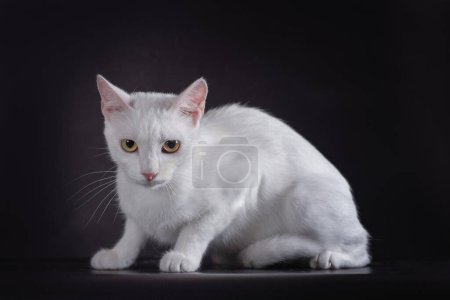 Photo for White yellow-eyed cat on a black background - Royalty Free Image