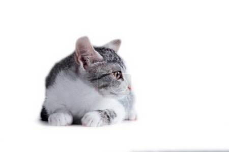 Photo for Striped tabby cat on a white background looking left - Royalty Free Image