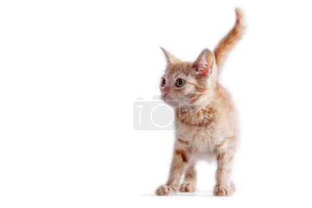 Photo for Striped bright red kitten standing and looking right on a white background - Royalty Free Image