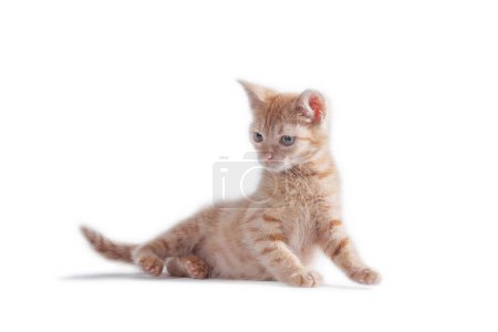 striped bright red kitten standing and looking right on a white background