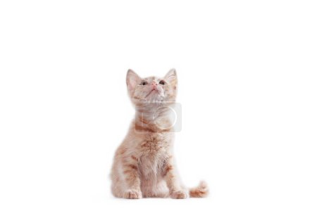 Photo for Striped bright red kitten standing and looking up on a white background - Royalty Free Image