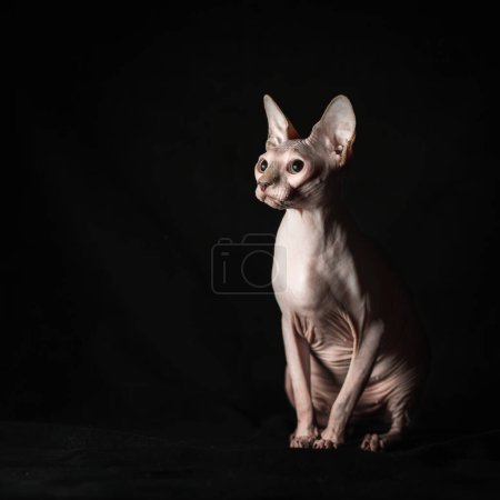 Foto de Retrato de rosa sin pelo esfinge pura raza gato se sienta en terciopelo negro sobre un fondo oscuro - Imagen libre de derechos