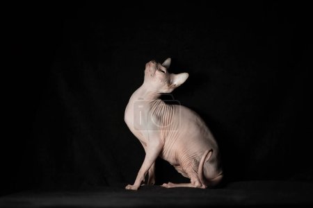 Foto de Retrato de esfinge rosa sin pelo pura raza gato acostado sobre terciopelo negro sobre un fondo oscuro - Imagen libre de derechos