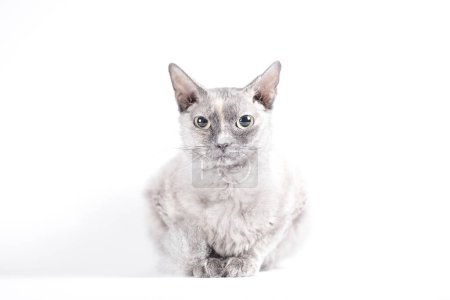 Foto de Retrato de un gato adulto plateado de la raza Sphynx Brush sobre un fondo blanco - Imagen libre de derechos