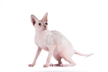 pink sphinx cat on a white background