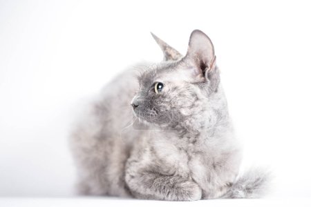 Foto de Retrato de un gato adulto plateado de la raza Sphynx Brush sobre un fondo blanco - Imagen libre de derechos