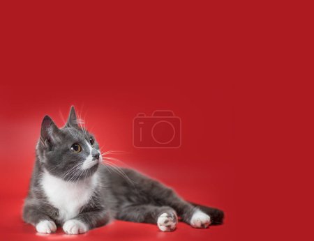 gato de raza outbred plateado y blanco acostado sobre un fondo rojo y mirando hacia arriba