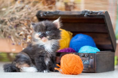 Téléchargez les photos : Écossais pli tricolore tabby chaton intérieur décoratif dower poitrine sur un fond rustique - en image libre de droit