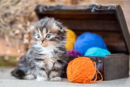 Téléchargez les photos : Écossais pli tricolore tabby chaton intérieur décoratif dower poitrine sur un fond rustique - en image libre de droit