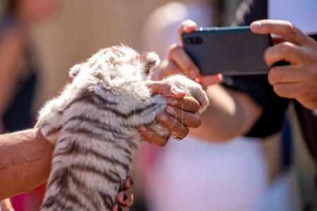 Téléchargez les photos : Petit petit tigre dans un zoo caressant - en image libre de droit