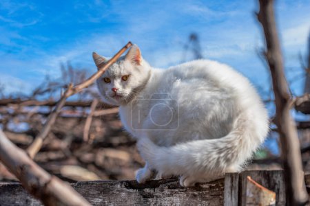 Foto de Gato blanco mestizo pródigo extraviado sentado en una valla de pelado de madera a principios de primavera - Imagen libre de derechos