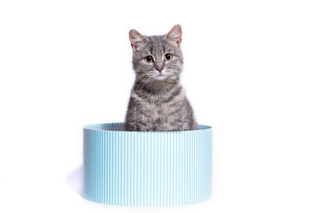 Photo for Surprised silver tabby cat in a striped round hatbox on a white background - Royalty Free Image