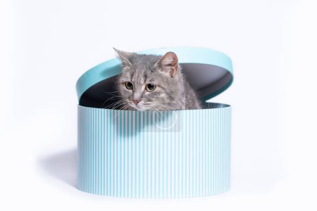 Photo for Mongrel yellow-eyed tabby cat climbs out of a striped round hatbox with a lid - Royalty Free Image
