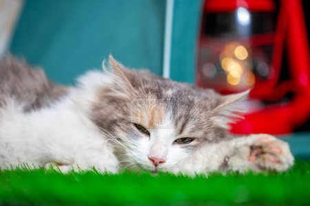 Foto de Adulto tricolor mestizo gato se encuentra cerca de una tienda de campaña de color turquesa con una lámpara de queroseno en el interior en verde césped artificial - Imagen libre de derechos